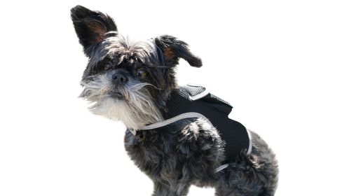 Mini Rechargeable GSM GPS Tracking Dog Collar Device Portable Locator Size:S