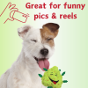 My Name is Bud, Funny Squeaky Weed Dog Toy, Cute Stuffed Parody Pot Nug, Cool Plush 420 Novelty Gift for Pets & Their Owners
