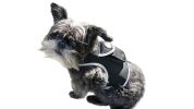 Dogs Cats Realtime Pocket Waterproof GPS Animal Tracking Tool Locator Size:M