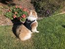 Mini Realtime Tracking Device GPS Collars for Dogs Waterproof Tracker Size:S