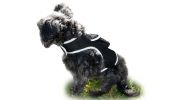 Mini Rechargeable GSM GPS Tracking Dog Collar Device Portable Locator Size:S