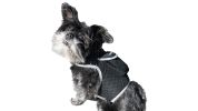 NEW Rechargeable Mini Cat Dog Tracker Collar Mount GSM GPS Pet Locator Size:S