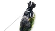 Get Accurate Pet Locations w/ Pet Tracker Realtime Dog Collar GPS Tracker Size:XS